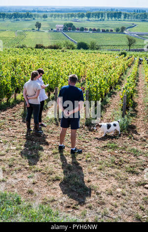 Ernte in den Weinbergen in der Nähe von Beaune, Burgund, Frankreich, Europa. Stockfoto