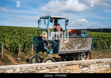 Ernte in den Weinbergen in der Nähe von Beaune, Burgund, Frankreich, Europa. Stockfoto