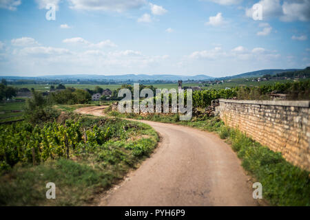 Weinberg in der Nähe von Beaune, Burgund, Frankreich, Europa. Stockfoto