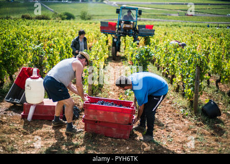 Ernte in den Weinbergen in der Nähe von Beaune, Burgund, Frankreich, Europa. Stockfoto