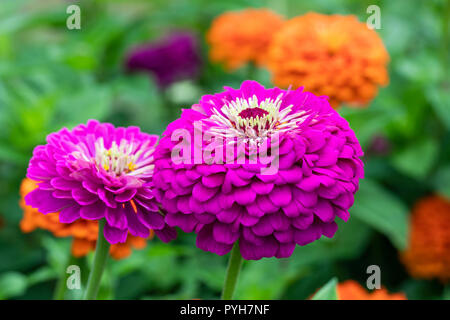 Nahaufnahme von rosa Zinnia elegans, die in einer Gartengrenze blühen, England, Großbritannien Stockfoto