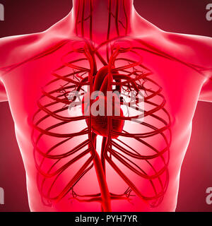 Menschliche Körper x-ray Ansicht des Kreislaufsystems mit Herz Arterien und Venen. Anatomie und Durchblutung, 3D-Rendering Stockfoto