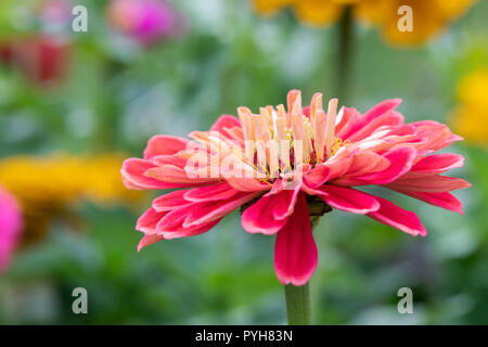 Nahaufnahme von einem roten Zinnia elegans Blüte in einem Englischen Garten Stockfoto