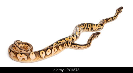 Weibliche und männliche Pastel calico Pythons, Royal python oder Ball python, Python regius, vor weißem Hintergrund Stockfoto