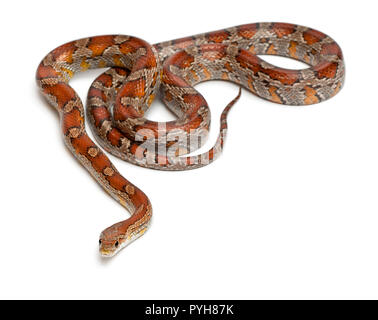 Miami Corn Snake oder Rote Ratte Schlange, Pantherophis guttatus, vor weißem Hintergrund Stockfoto