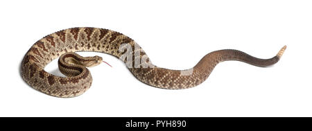 Südamerikanische Klapperschlange - Crotalus durissus, giftige, weißer Hintergrund Stockfoto