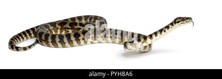 Python, Morelia spilota Variegata, aus Papua, Indonesien vor weißem Hintergrund Stockfoto