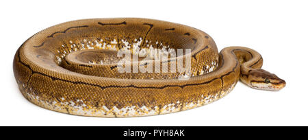 Spinner Python, Royal python, ball Python, Python regius, 2 Jahre alt, vor weißem Hintergrund Stockfoto