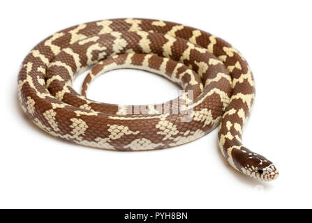 Banane östlichen kingsnake oder gemeinsamen kingsnake, Lampropeltis getula californiae, vor weißem Hintergrund Stockfoto