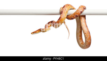 Okeetee albino Corn Snake, Pantherophis guttatus, vor weißem Hintergrund Stockfoto