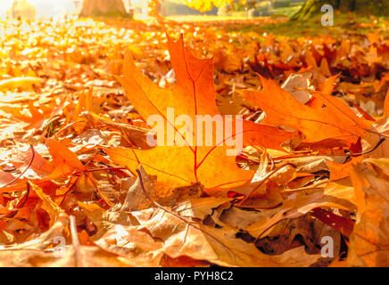 Goldener Herbst Ahorn Blatt durch einen niedrigen hellen herbstliche Sonne beleuchtet von hinten, unter anderen roten und braunen fallen Blätter auf dem Boden. Stockfoto