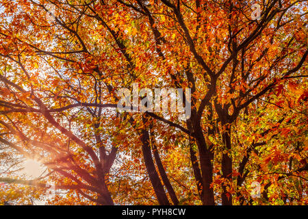 Nach oben in eine wunderschöne goldene Bergahorn Baum im Herbst mit seinen herbstlaub golden, Rot und Orange. Die Sonne und die Sonne strahlen können throug gesehen werden. Stockfoto