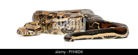 Gemeinsame nördlichen Boa, Boa constrictor Imperator, Imperator ist die Farbe, vor weißem Hintergrund Stockfoto