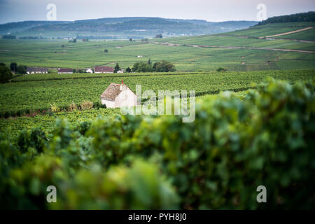 Weinberg in der Nähe von Savigny-lès-Beaune, Burgund, Frankreich, Europa. Stockfoto