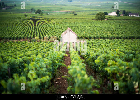 Weinberg in der Nähe von Savigny-lès-Beaune, Burgund, Frankreich, Europa. Stockfoto