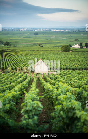 Weinberg in der Nähe von Savigny-lès-Beaune, Burgund, Frankreich, Europa. Stockfoto