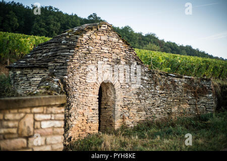 Weinberg in der Nähe von Savigny-lès-Beaune, Burgund, Frankreich, Europa. Stockfoto