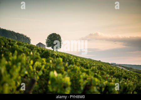 Weinberg in der Nähe von Savigny-lès-Beaune, Burgund, Frankreich, Europa. Stockfoto