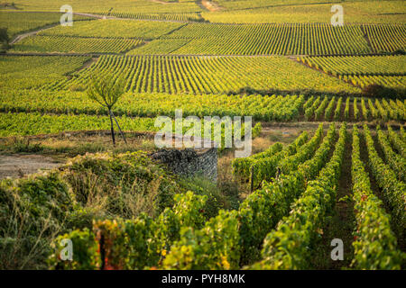 Weinberg in der Nähe von Savigny-lès-Beaune, Burgund, Frankreich, Europa. Stockfoto