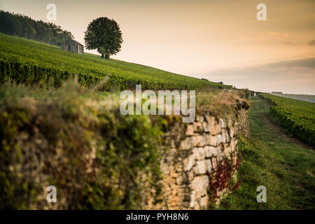 Weinberg in der Nähe von Savigny-lès-Beaune, Burgund, Frankreich, Europa. Stockfoto