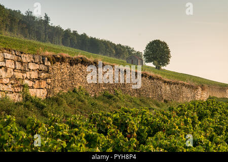 Weinberg in der Nähe von Savigny-lès-Beaune, Burgund, Frankreich, Europa. Stockfoto