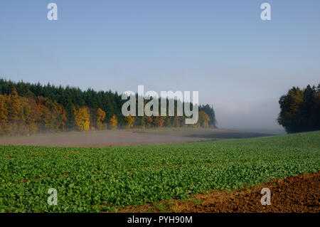 Morgennebel über herbstlichen Feldern bei Duttenbrunn (Teil von Zellingen) im Landkreis Main-Spessart, Unterfranken, Bayern, Deutschland Stockfoto