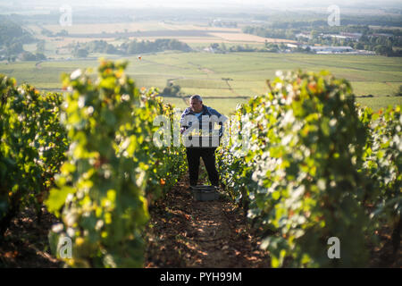 Ernte in den Weinbergen in der Nähe von Beaune, Burgund, Frankreich, Europa. Stockfoto