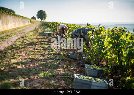 Ernte in den Weinbergen in der Nähe von Beaune, Burgund, Frankreich, Europa. Stockfoto