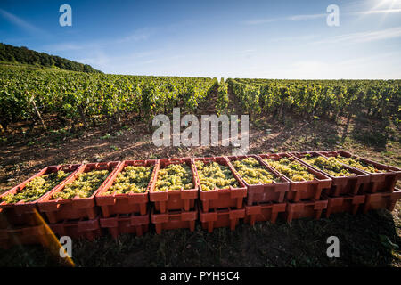 Ernte in den Weinbergen in der Nähe von Beaune, Burgund, Frankreich, Europa. Stockfoto