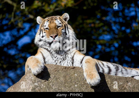 Sibirische Amur-Tiger Stockfoto