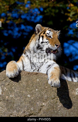 Amur Tiger ruht auf einem Felsen Stockfoto