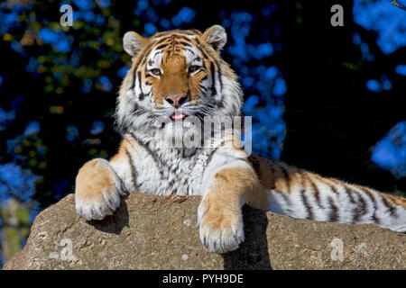 Männliche Amur Tiger schaut in die Kamera Stockfoto