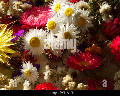 Blumen liegen auf einem weißen Hintergrund Stockfoto