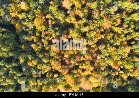 Von oben nach unten Blick auf einen Wald im Herbst Farben Stockfoto