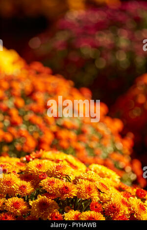 Reihen von mamas an einer im Gartencenter in Lancaster County, Pennsylvania, USA Stockfoto