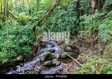 Stream läuft durch den tropischen Regenwald, in Akaka Falls State Park, Hilo, auf Hawaii Big Island. Die Banken sind mit üppigen tropischen Vegetation bedeckt. Stockfoto