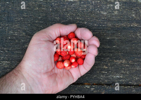 Menge frisch geernteten aromatisch und lecker wilde Erdbeeren in der Hand des Menschen auf alte Eiche Tisch Stockfoto