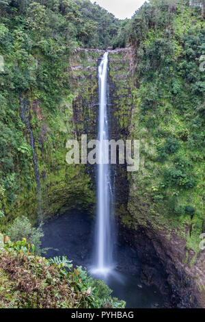 Akaka Falls Wasserfall in Hilo, Hawaii. Wassertropfen über 400 Fuß unten die Klippe zum Pool unten durch üppigen Regenwald Vegetation umgeben. Stockfoto