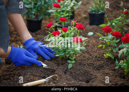 Foto der Hände in blaue Handschuhe der Agronom Pflanzen rote Rosen im Garten Stockfoto