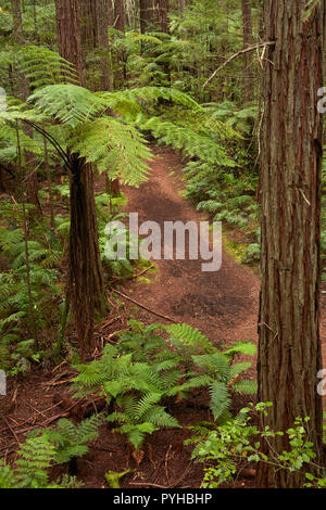 Blick über Mammutbäume, Farne und Wanderweg, von Redwoods Treewalk im Redwoods (Whakarewarewa Forest), Rotorua, North Island, Neuseeland Stockfoto