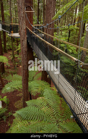 Redwoods Treewalk im Redwoods (Whakarewarewa Forest), Rotorua, North Island, Neuseeland Stockfoto