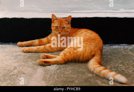 Orange Katze in der Nähe der Wand im Schatten ausruhen im sonnigen Nachmittag Stockfoto