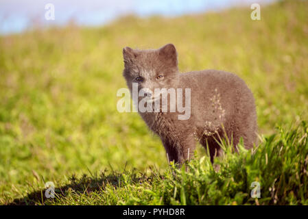 Arctic fox Cub Stockfoto