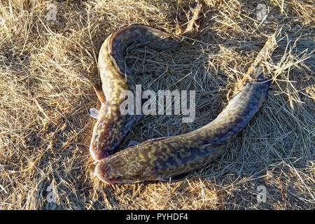 Zwei gefangen Sibirischen Quappe liegen auf dem trockenen Gras. Fokus auf den Kopf Stockfoto