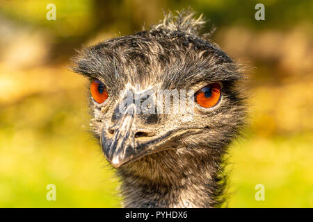 Porträt von einem Emu Dromaius novaehollandiae Kopf mit orange Augen. Das Leben auf dem Bauernhof. Strauß bei Sonnenuntergang. Porträt eines Strauß Kopf bei Sonnenuntergang. Stockfoto