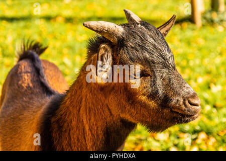 Porträt eines Leiter einer braunen Pygmy goat. Das Leben auf dem Bauernhof. Kleine braune junge Ziege. Stockfoto