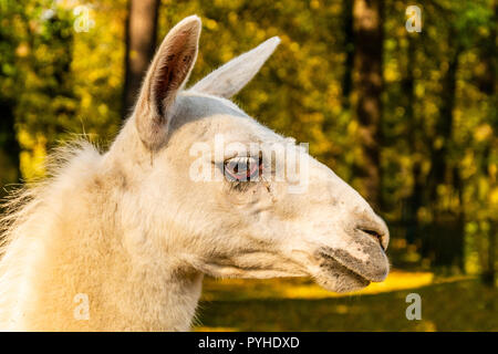 Porträt eines weißen domestizierten Lama. Das Leben auf dem Bauernhof. Lama glama Stockfoto
