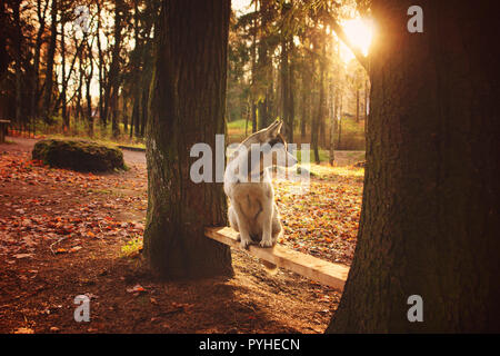 Husky Rasse Hund sitzen auf einer Bank zwischen Bäumen. Stockfoto