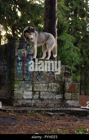 Ein grauen und weißen husky Rasse Hund steht auf einer Bank im Park im Herbst. Stockfoto