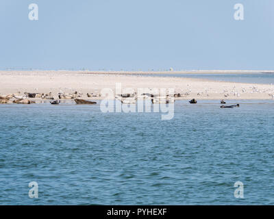 Grau und Seehunde auf Sand Wohnungen von Rif in Gezeiten meer Wattenmeer, Niederlande ruhen Stockfoto